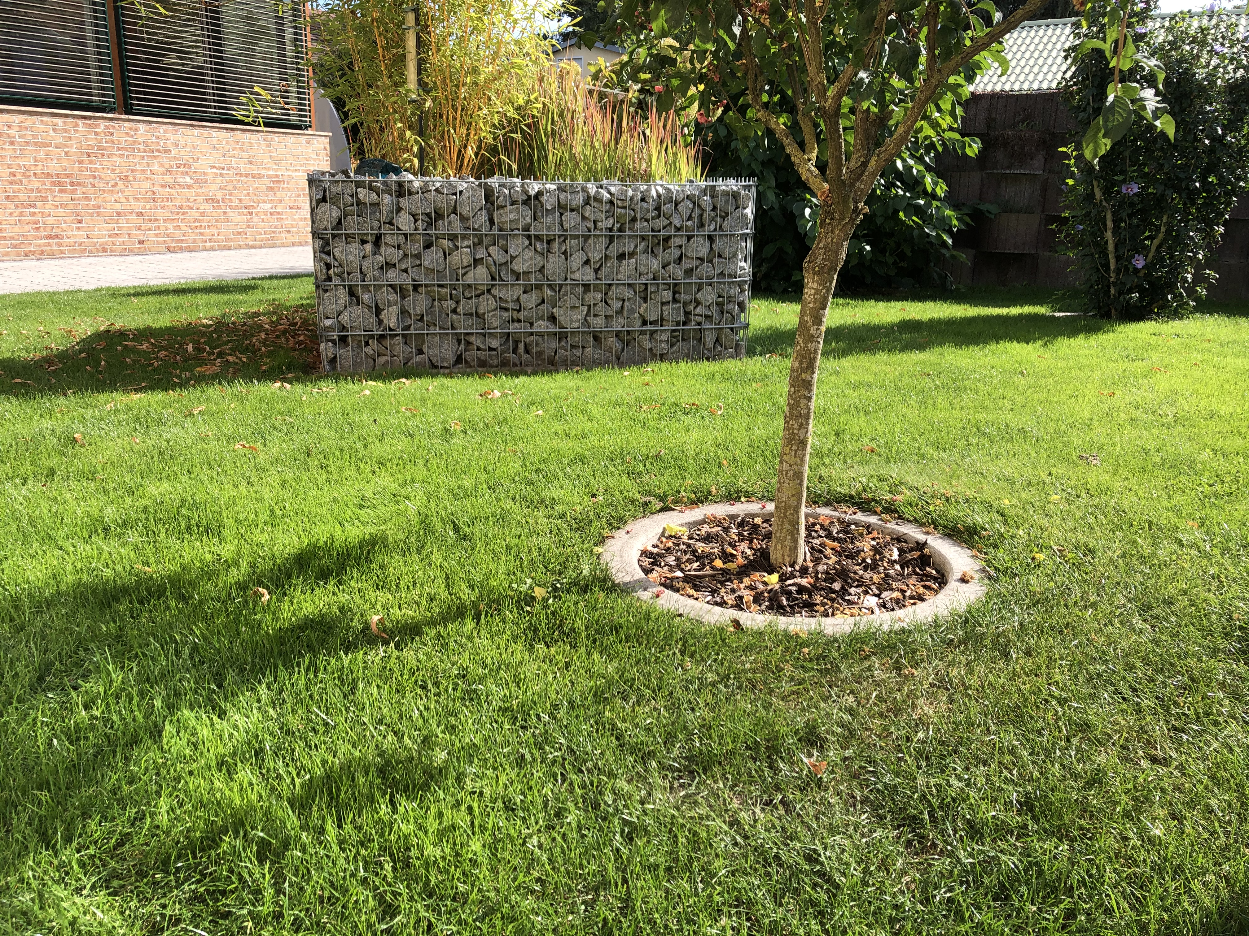 Ein gepflegter Garten mit einer Gabionenmauer und einem Baum im Vordergrund, umgeben von grünem Rasen.